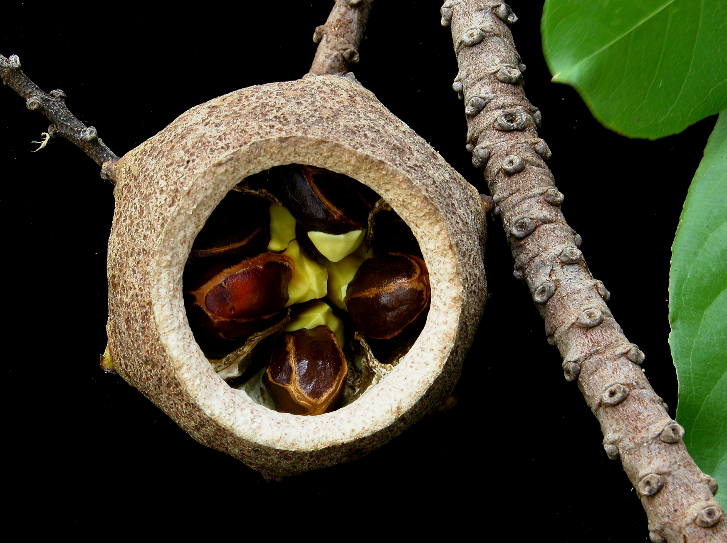 معرفی و راهنمای پرورش درختان میوه - لِسی تیس